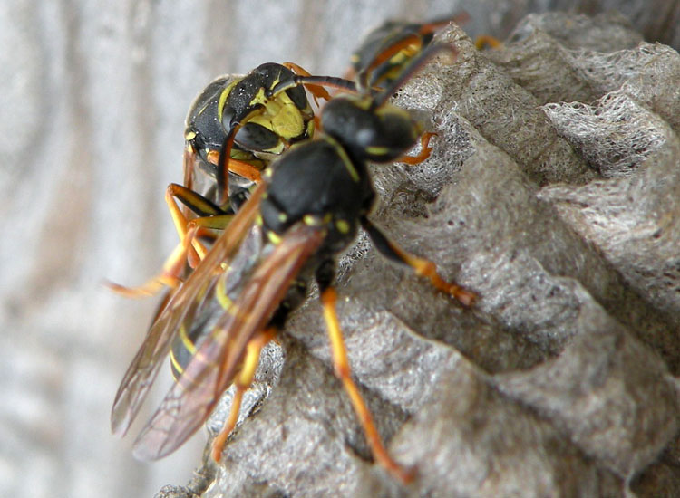 Quattro Polistes di specie diverse